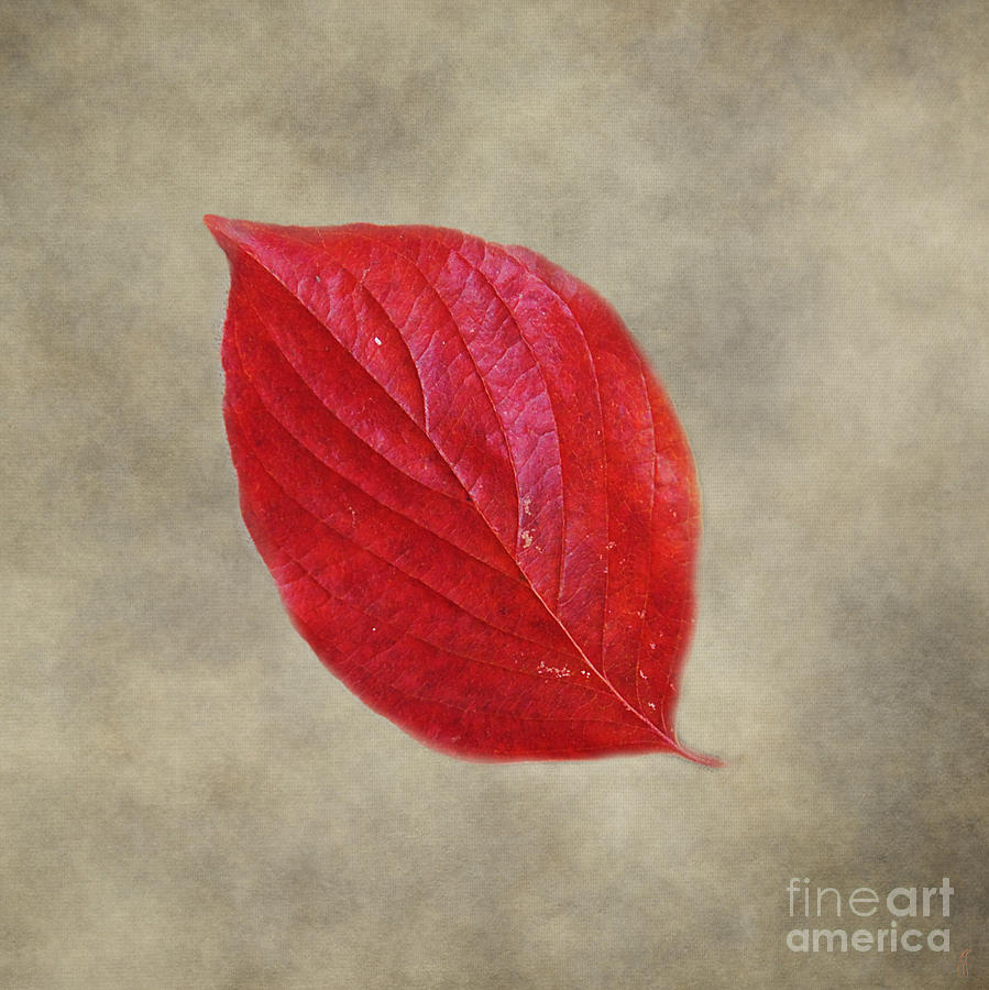 FALLEN Red Leaf Photograph by Jai Johnson