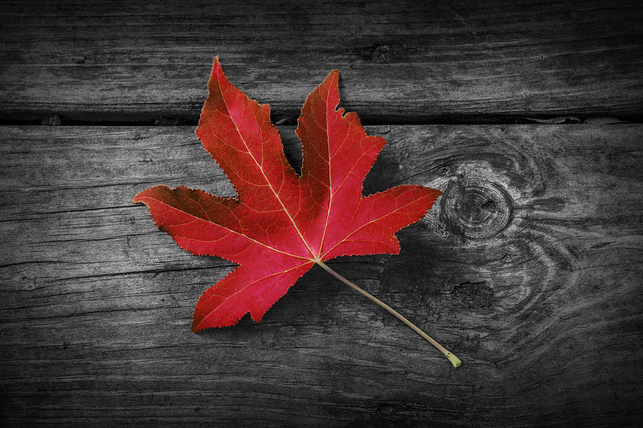 Fallen Red Maple Leaf Photograph by Randall Nyhof