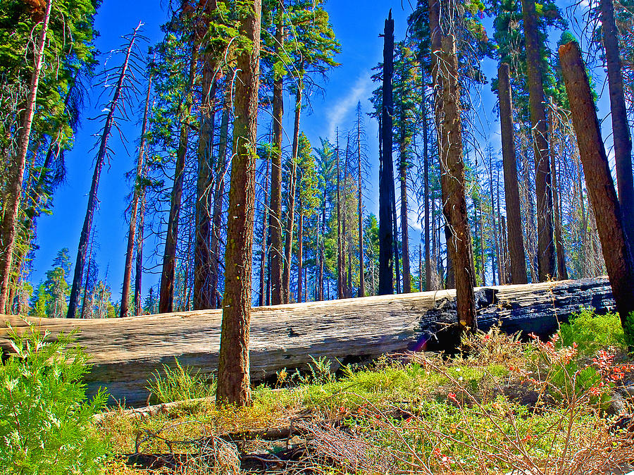 Fallen Sequoia in Mariposa Grove in Yosemite National Park-California Photograph by Ruth Hager