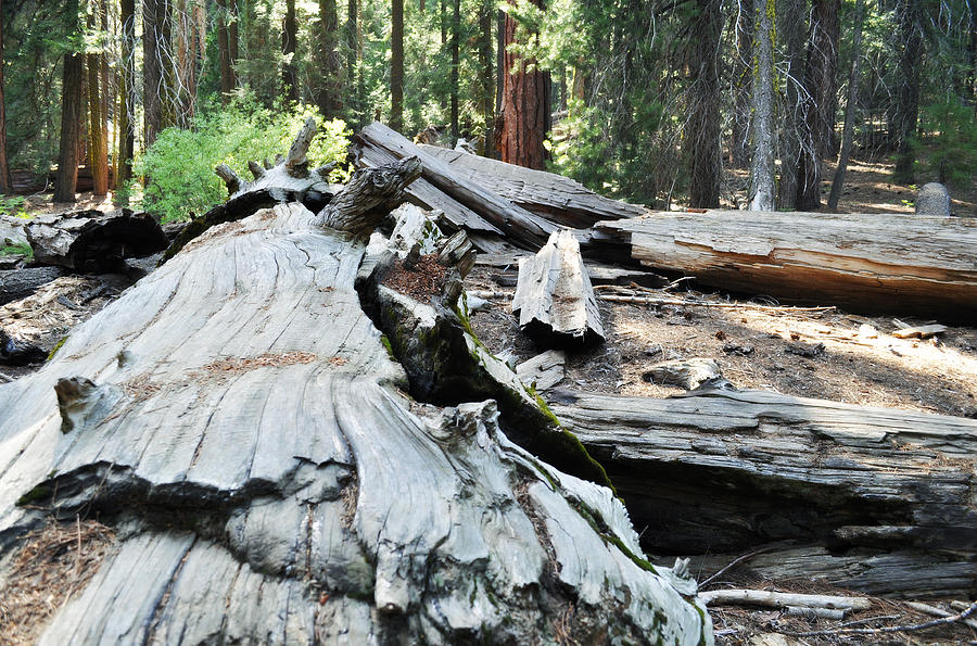 Fallen Sequoia Trail of 100 Giants II Photograph by Kyle Hanson