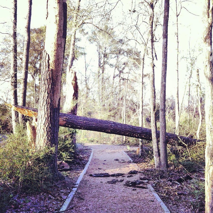 Fallen Tree Across Walking Trail Photograph by Jenny Wymore - Sunkissed Photography