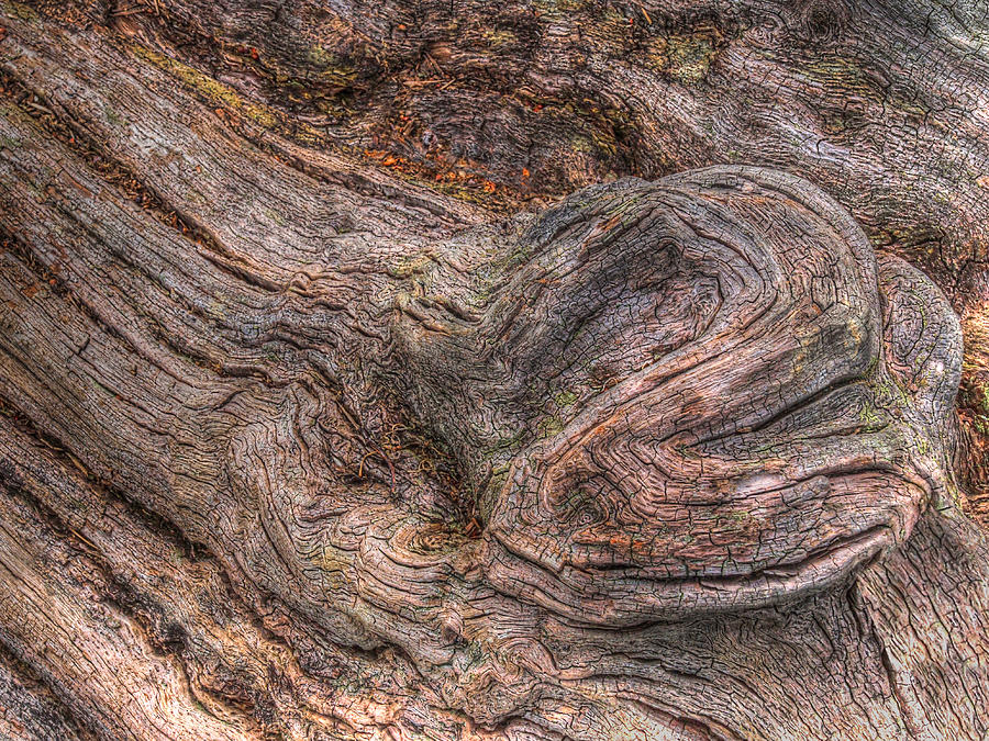 Fallen Tree Bark Photograph by Gill Billington