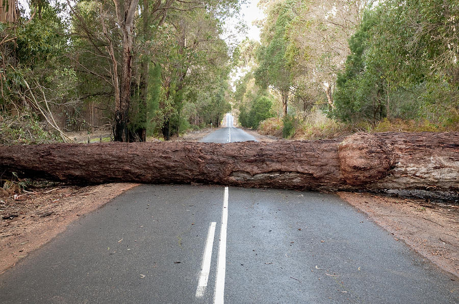 Fallen Tree Blocking Road Photograph by Georgeclerk