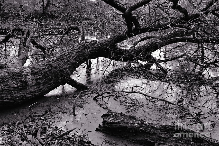 Fallen Tree Photograph by Dariusz Gudowicz