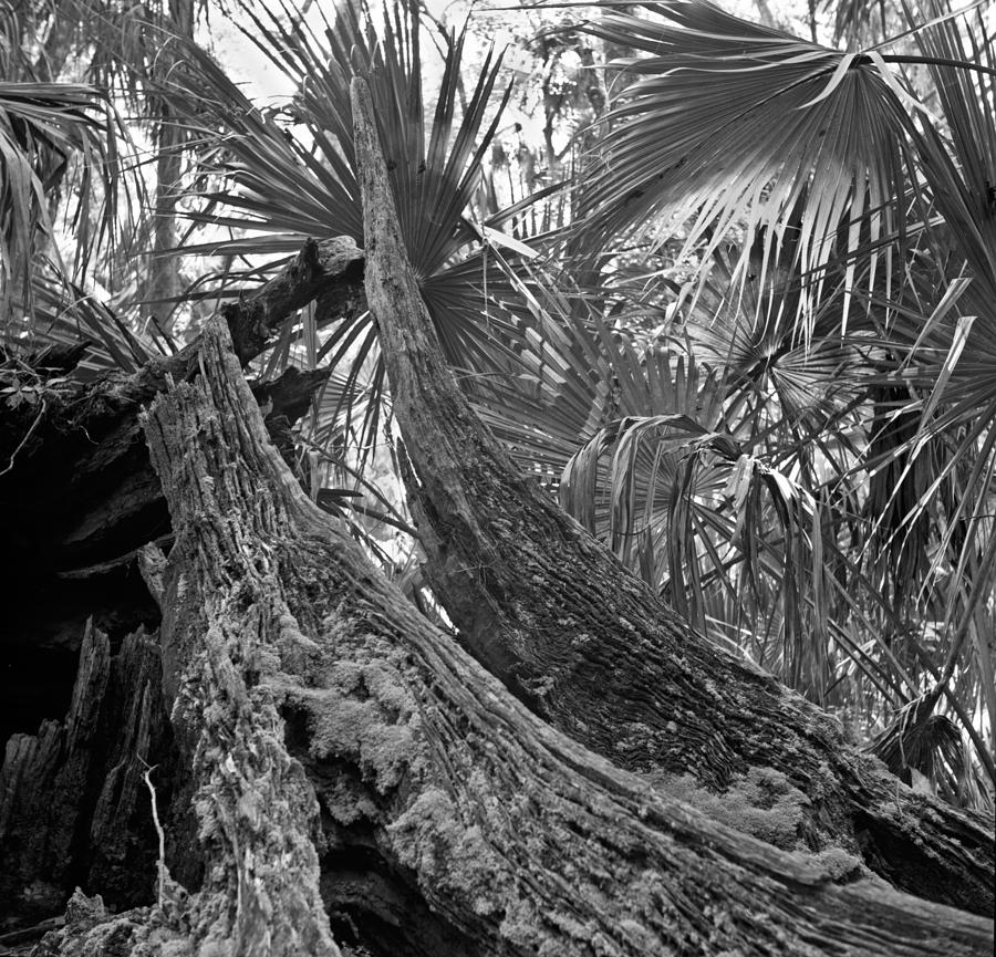 Fallen Tree. Highlands Hammock S.P. Photograph by Chris  Kusik