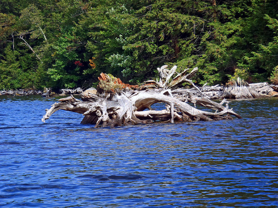 Fallen tree in a lake Photograph by Susan Jensen