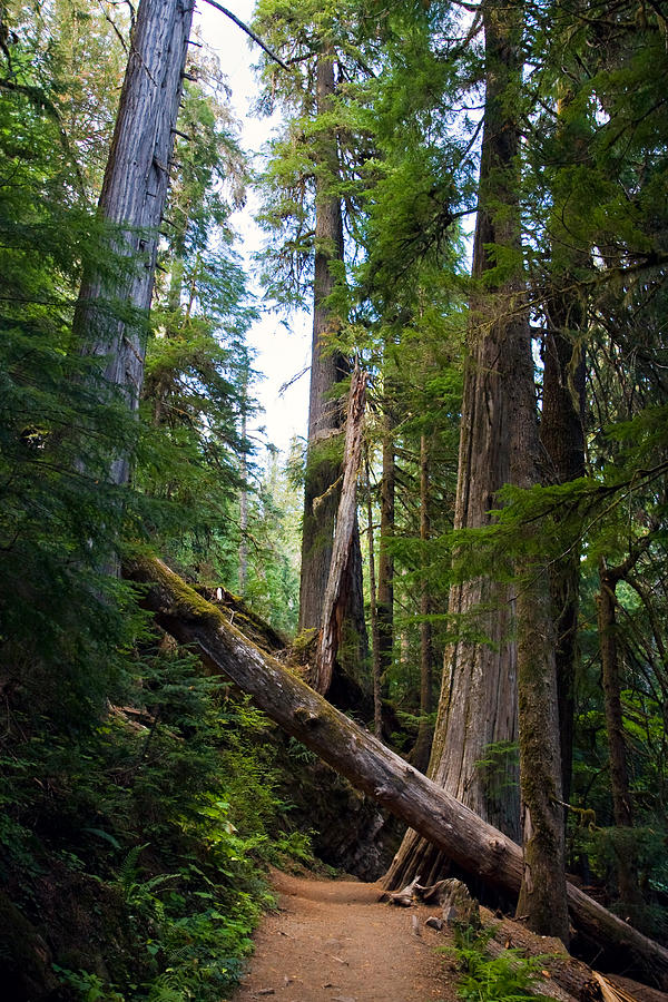 Fallen Tree in near Mount Rainier Photograph by Michael Russell
