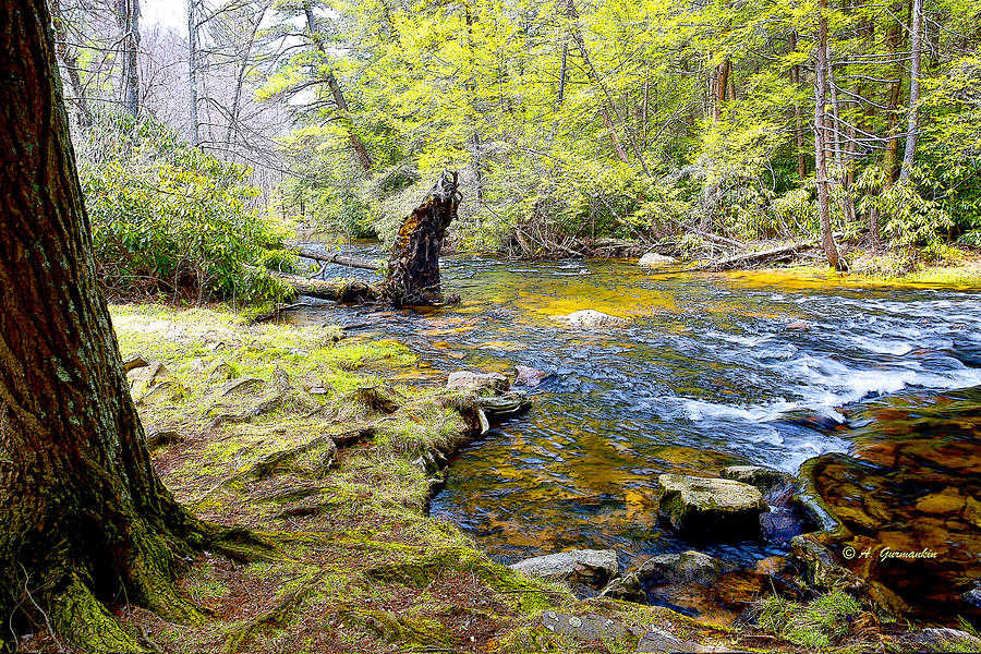 Fallen Tree in Stream Pocono Mountains Photograph by A Macarthur Gurmankin