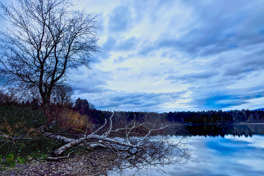 Fallen tree Photograph by Ivan Slosar