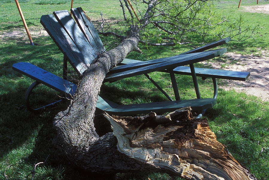 Tree Photograph - Fallen Tree by Jim Reed/science Photo Library