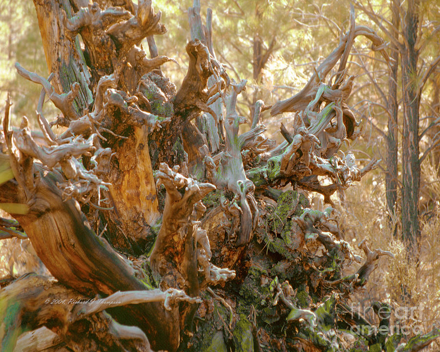Fallen Tree Roots Photograph by Richard J Thompson 