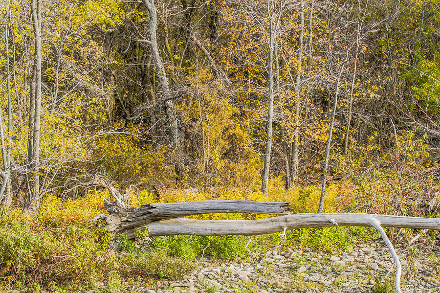 Fall Photograph - Fallen Tree  by Scott Terna