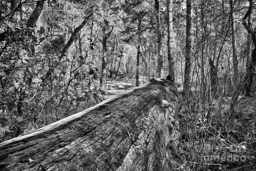Bandelier National Monument Photograph - Fallen Tree V3 by Douglas Barnard