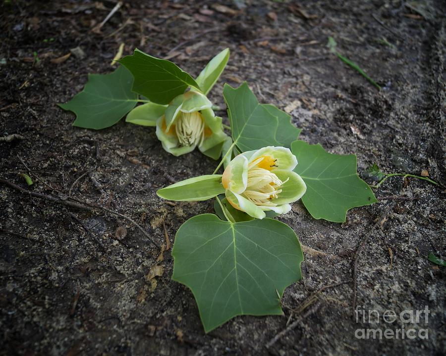 Fallen Tulip Poplar Blossoms with Ants Photograph by MM Anderson