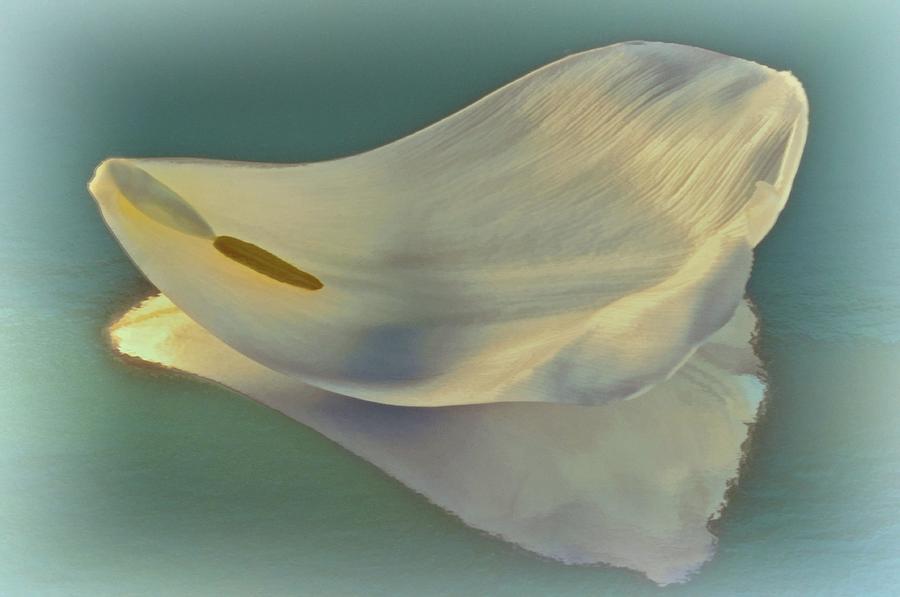 Fallen White Petal on Aqua Photograph by Phyllis Meinke