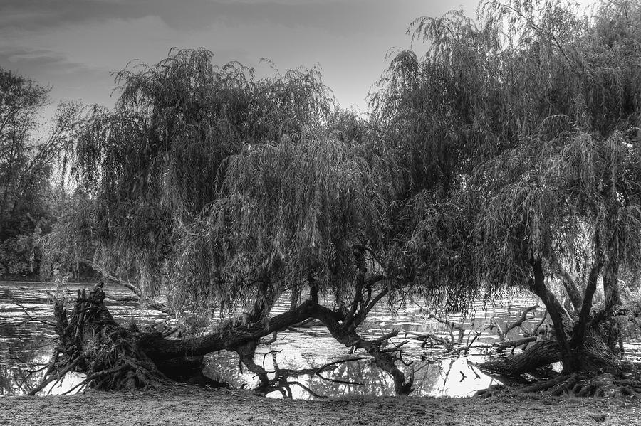 Fallen Willows Photograph by Richard Gregurich