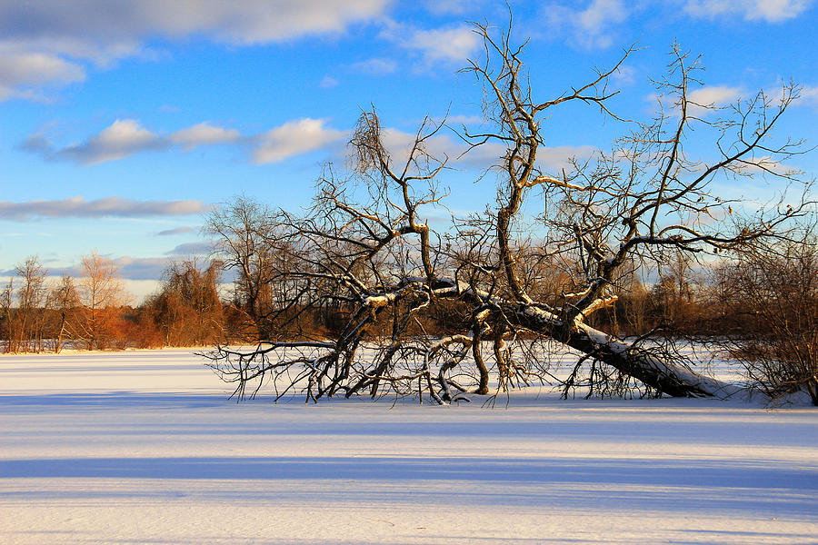 Fallen Winter Photograph by Rachel Cohen
