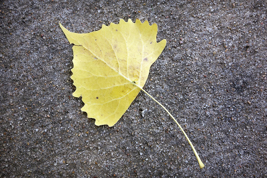 Fallen Yellow Leaf  Photograph by Ann Powell