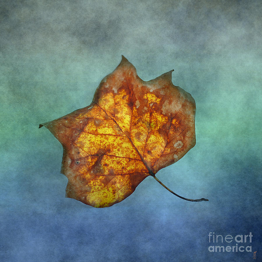 FALLEN Yellow Leaf Photograph by Jai Johnson