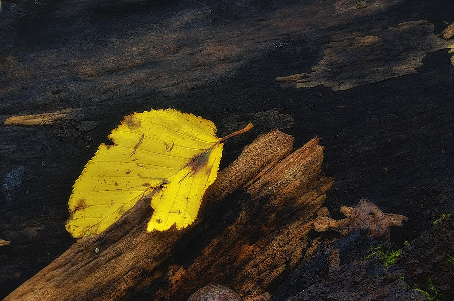 Fallen Yellow Leaf Photograph by Steve Hurt