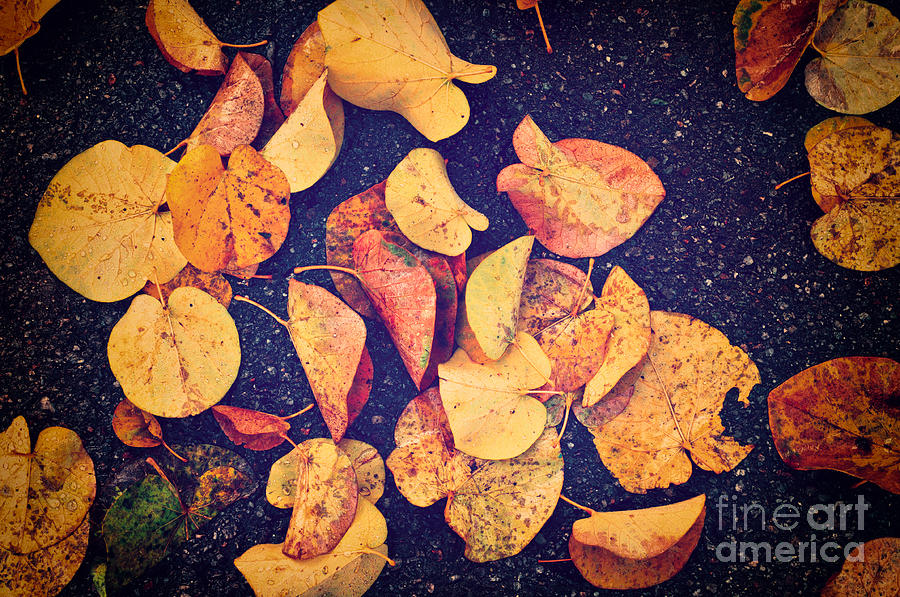 Fallen yellow leaves Photograph by Silvia Ganora