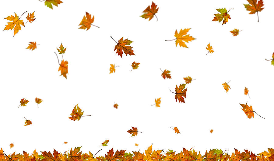 Falling autumn leaves on plain white background Photograph by Cunfek