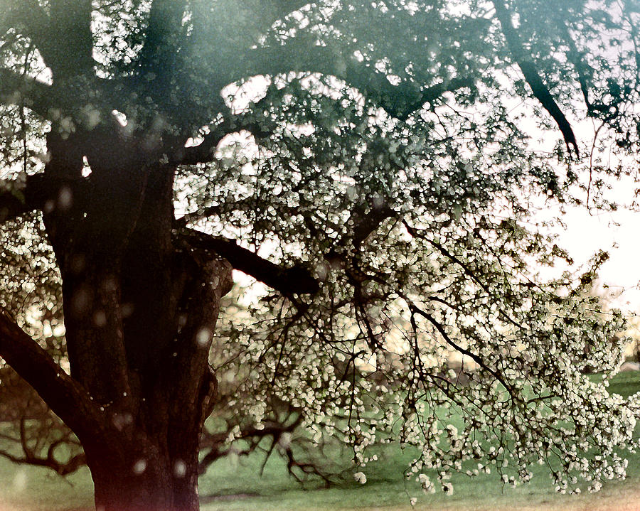 Falling Blossoms Photograph by Stephanie Hollingsworth