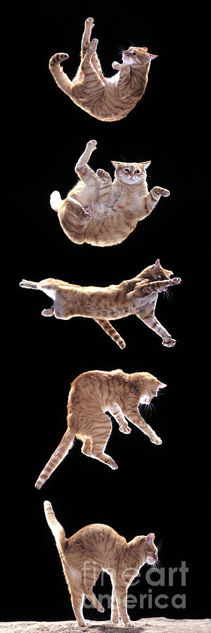 Falling Cat Photograph by Jean-Michel Labat