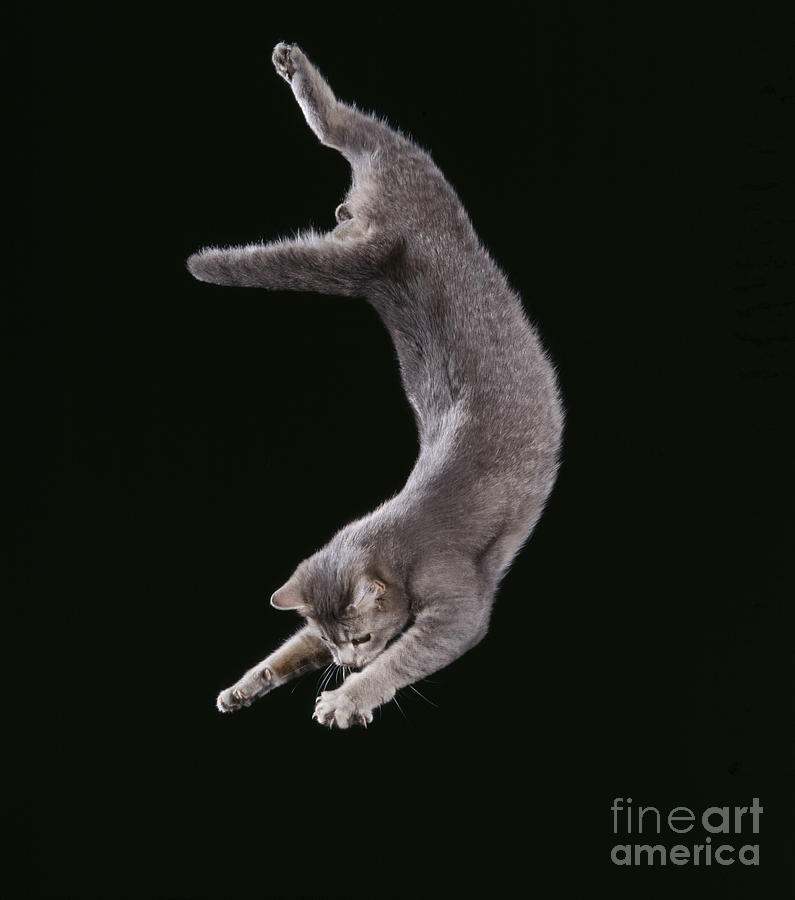 Falling Cat Photograph by John Daniels
