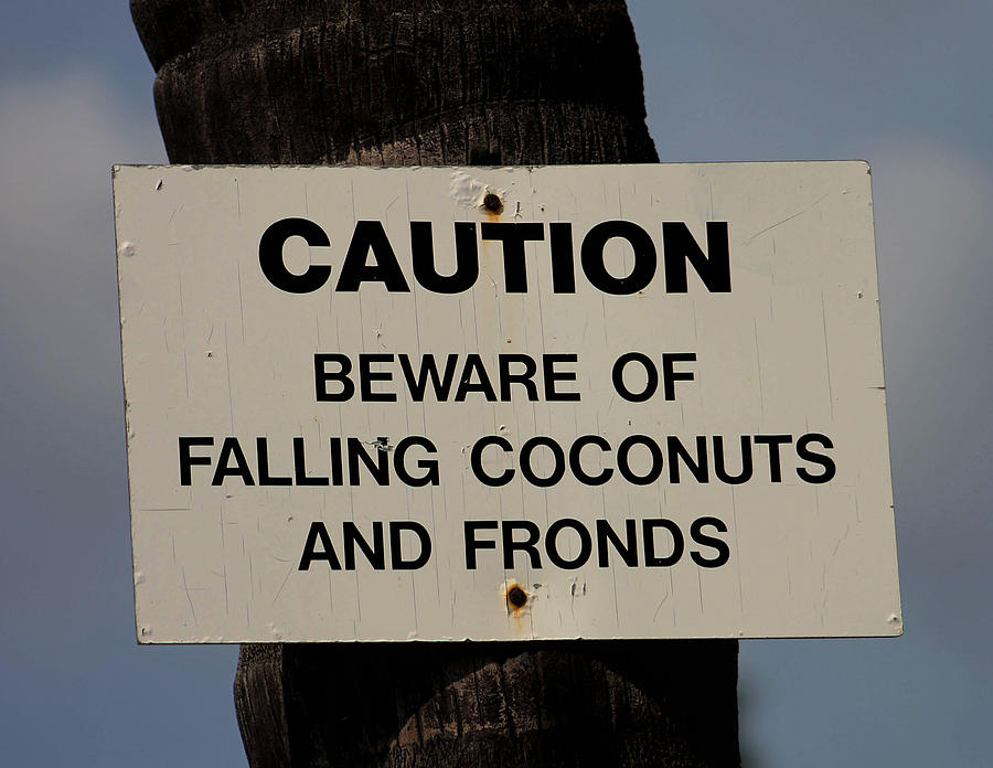 Falling Coconuts Photograph by Pamela Walton