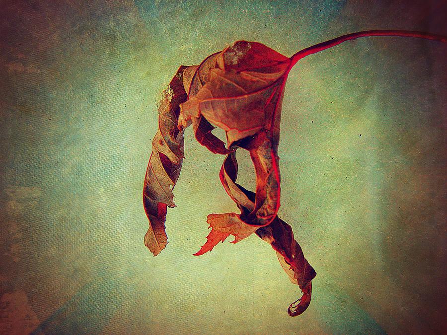 Fall Photograph - Falling Falling by Shirley Sirois