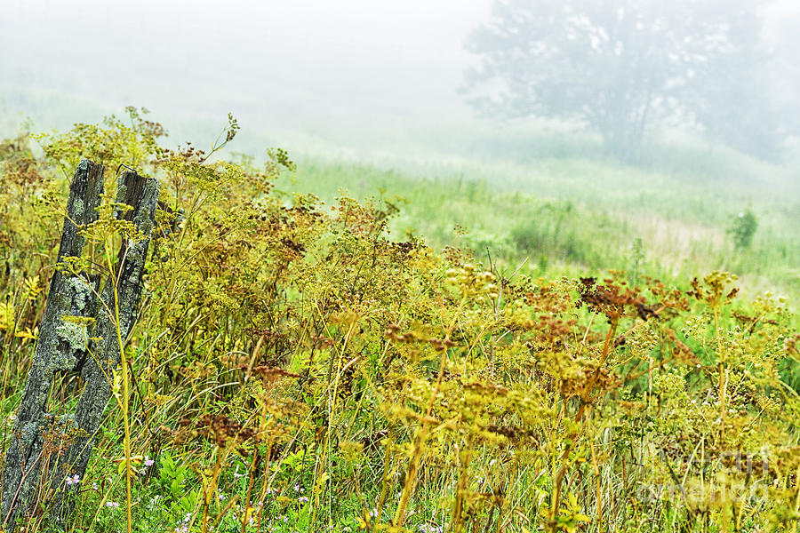 Summer Photograph - Falling Fence Post and Fog by Thomas R Fletcher