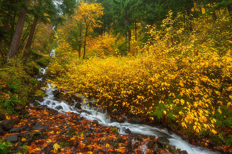Nature Photograph - Falling For Fall by Darren White