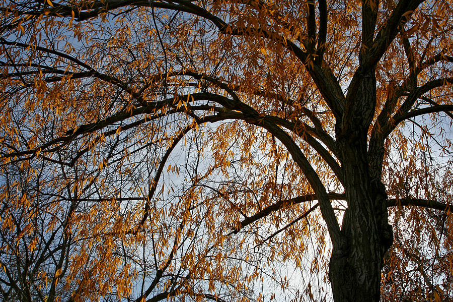 Falling Gold Photograph by Laurie Search Falling Gold Photograph by Laurie Search