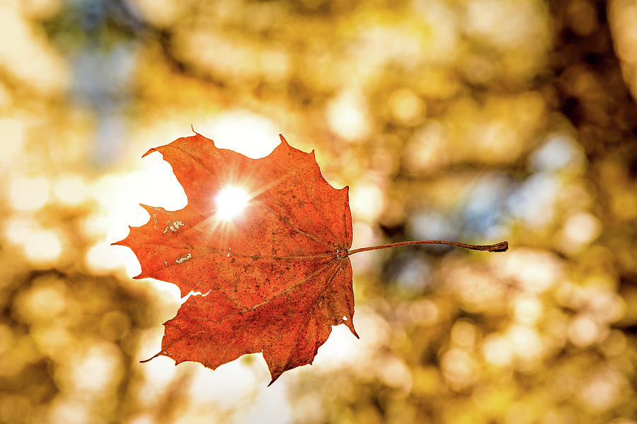Falling Leaf Photograph by Boris Jordan Photography