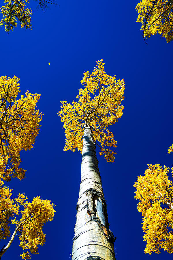 Falling Leaf Photograph by Chad Dutson