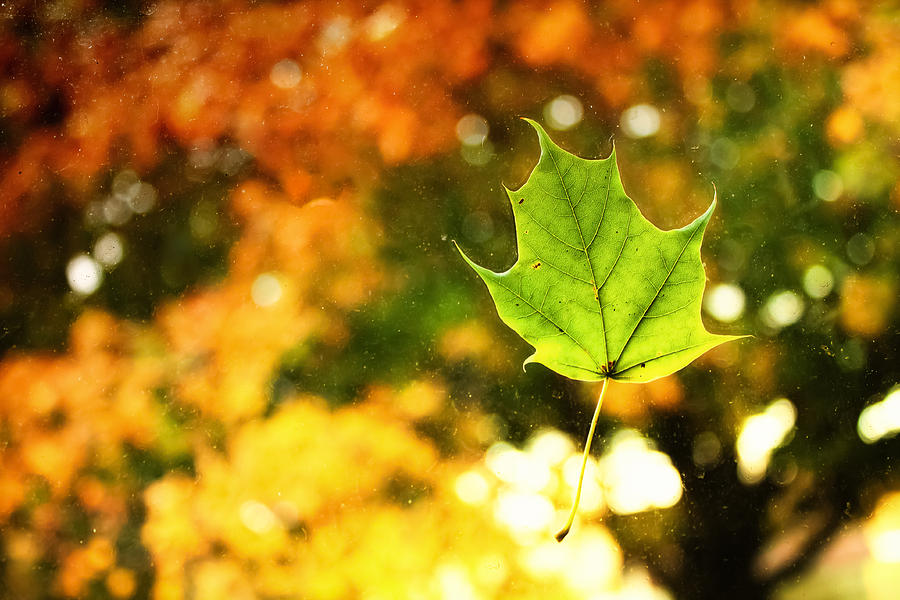 Falling Leaf Photograph by Lars Lentz