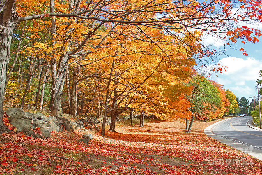 Landscape Photograph - Falling Leaves on the Road to Bentley by Rita Brown