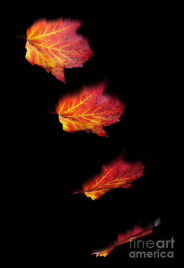 Falling Leaves Photograph by Scott Camazine