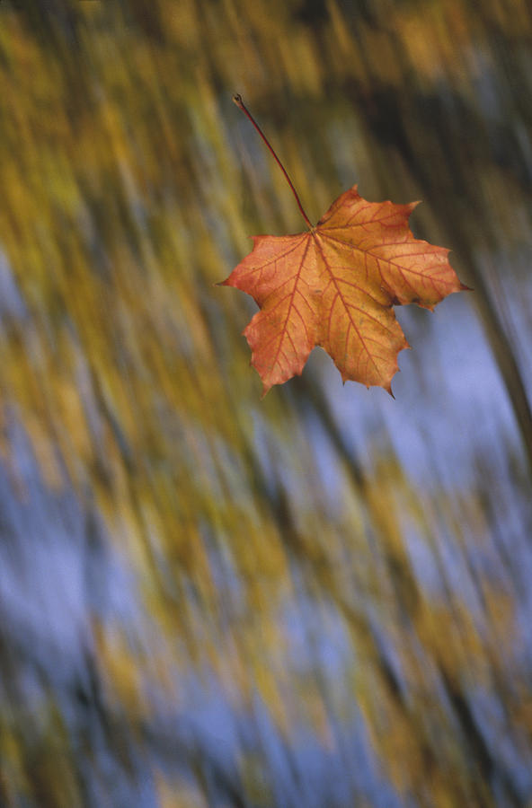 Falling Maple Leaf Photograph by Konrad Wothe