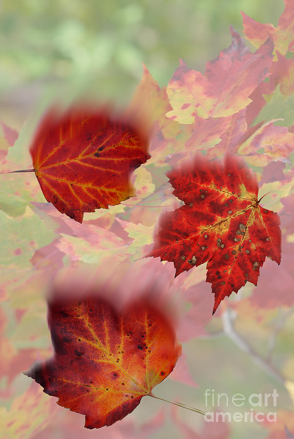Falling Maple Leaves Photograph by Scott Camazine