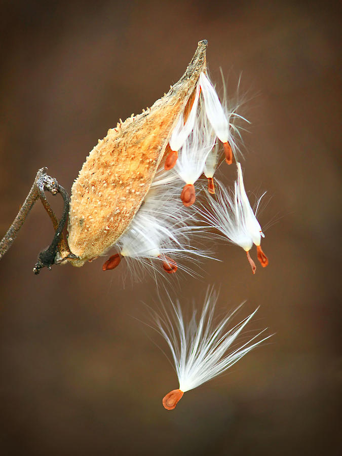 Falling Milkweed Photograph by Carolyn Derstine