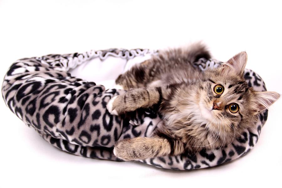 Cat Photograph - Falling Out of Bed by Ranee Taylor