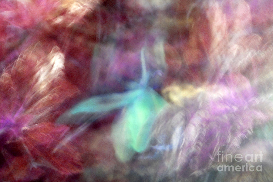 Abstract Photograph - Falling Petal Abstract Maroon and Turquoise B by Heather Kirk