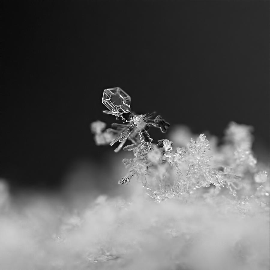 Falling Snowman Photograph by Rona Black