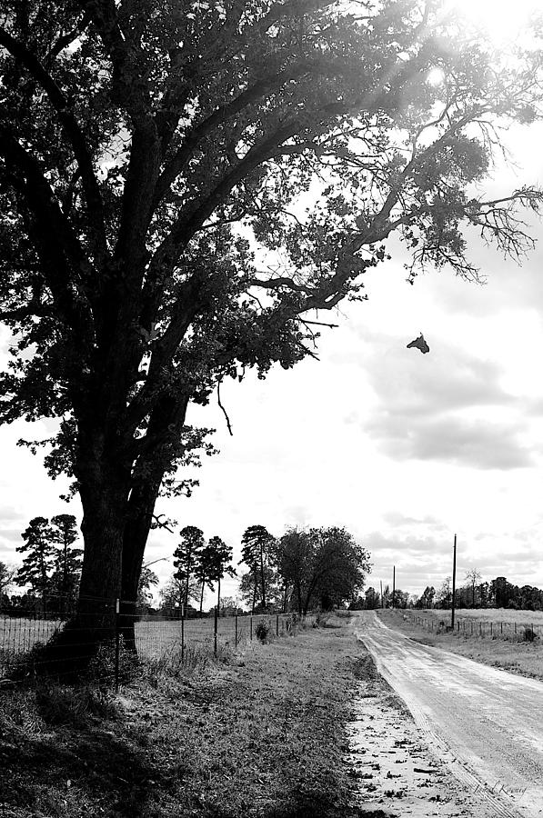Falling Tree Photograph