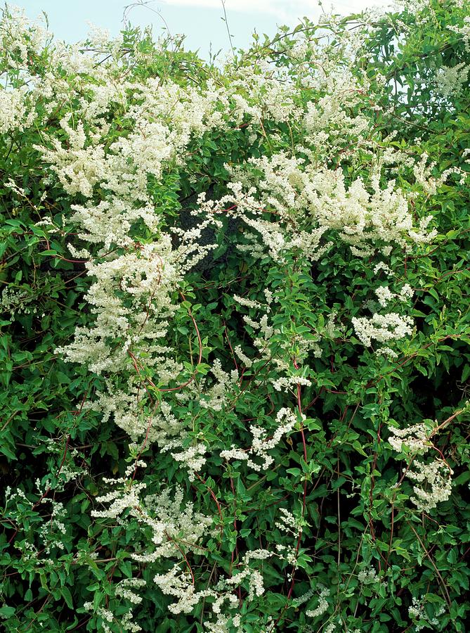 Fallopia Baldschuanica Photograph by Geoff Kidd/science Photo Library