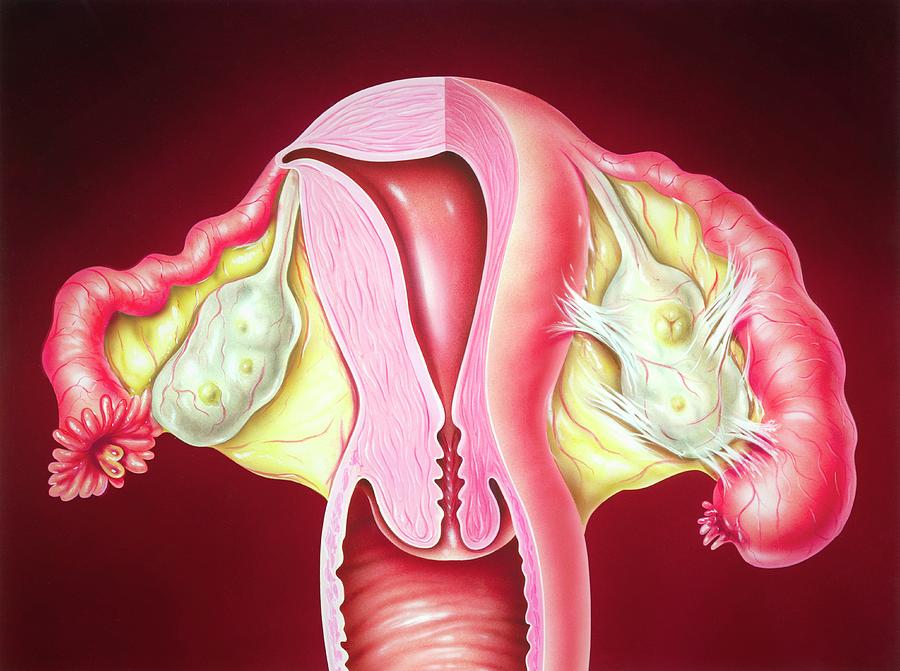 15-fallopian-tube