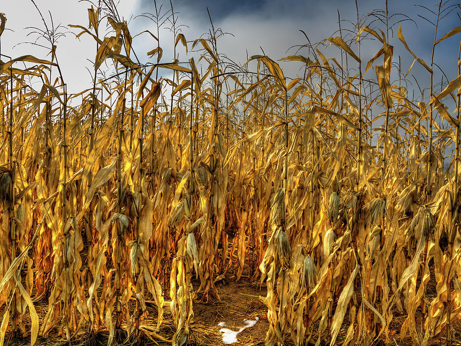 Fallow Corn Field by Richard Desmarais / Design Pics