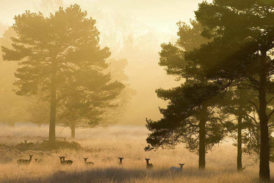 Fallow Deer And Scots Pines At Dawn Photograph by James Warwick